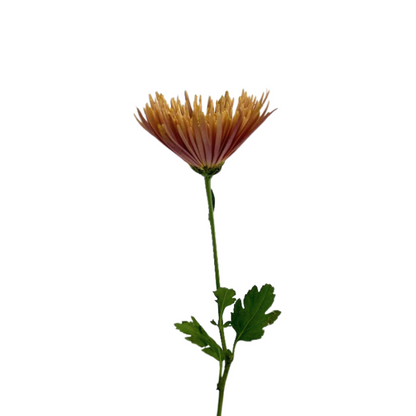 Chrysanthemum Spider Bronze Anastasia (10 stem bunch)