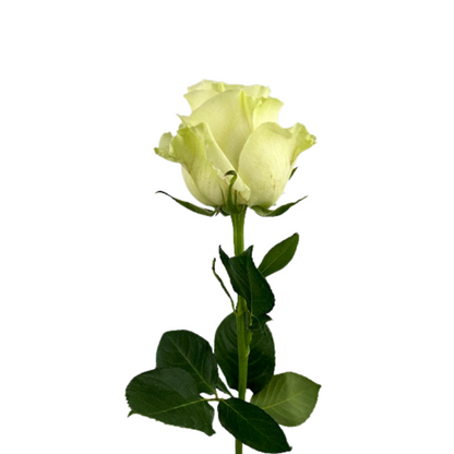 ROSE WHITE MONDIAL (25 STEM BUNCH)