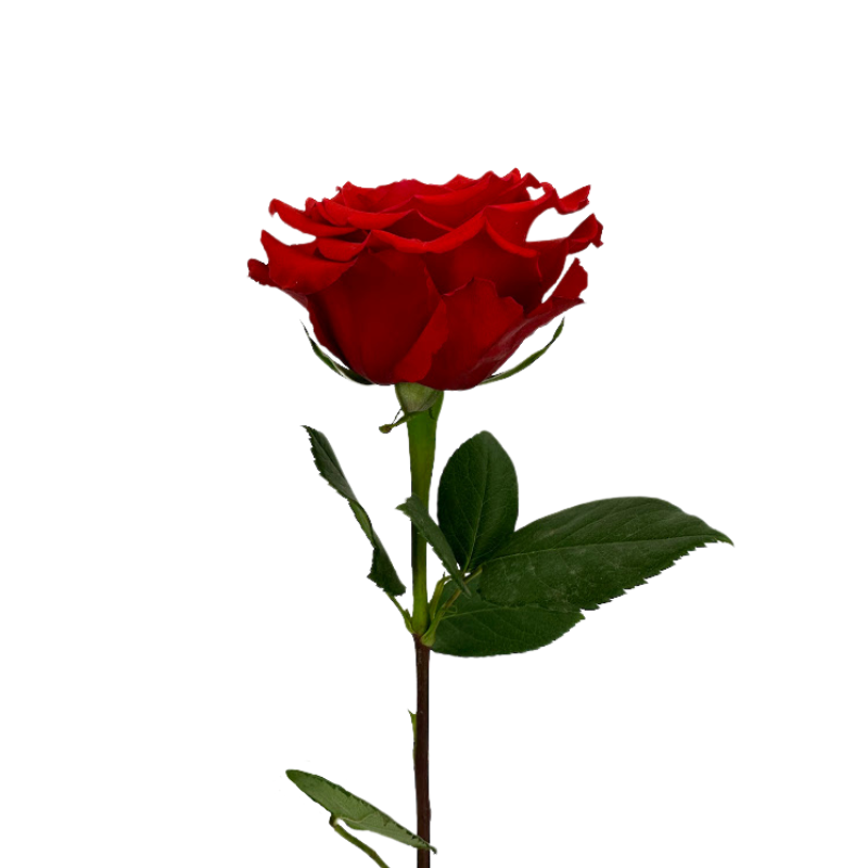 ROSE ORANGE NINA (25 STEM BUNCH)