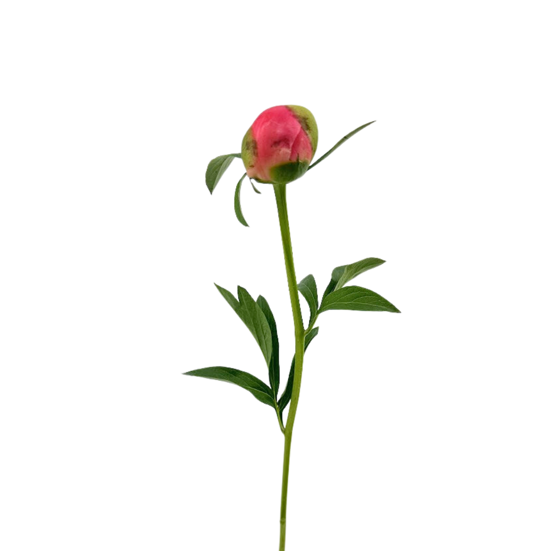 Peony Coral Charm