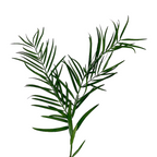 Podocarpus