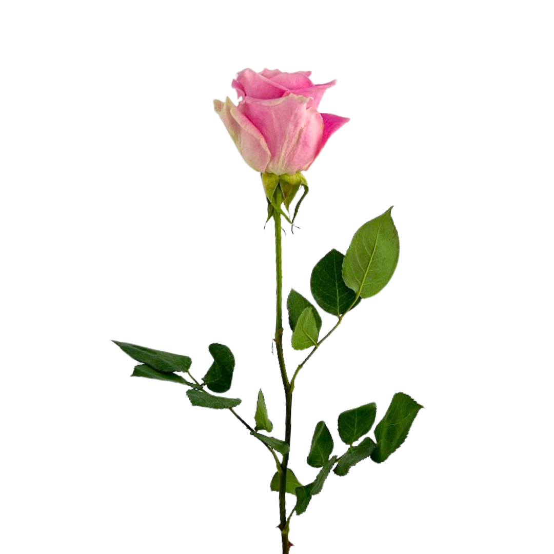 ROSE LIGHT PINK ROSITA VENDELA (25 STEM BUNCH)