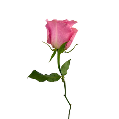 ROSE LIGHT PINK SHY (25 STEM BUNCH)