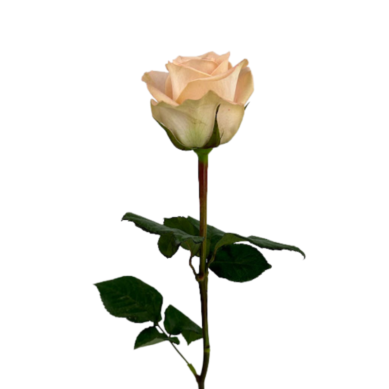 Rose Peach Tiffany (25 Stem Bunch)