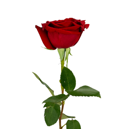 ROSE RED FREEDOM (25 STEM BUNCH)