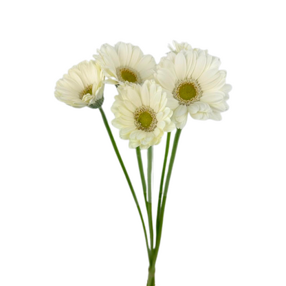 MINI GERBERA WHITE (10 STEM BUNCH)