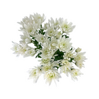Pompom Cushion White (7 stems)