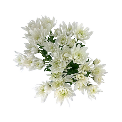 Pom Cushion White (7 stem bunch)