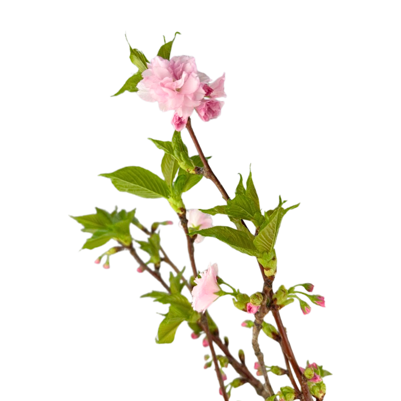 Flowering Branch Cherry Blossom