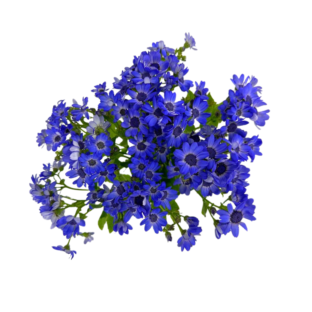 Pericallis Blue Lavender