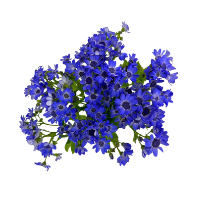 Pericallis Blue Lavender (10 stem bunch)