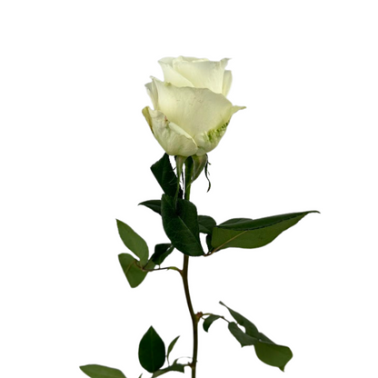 ROSE WHITE TIBET (25 STEM BUNCH)