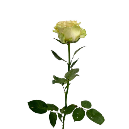 ROSE BLUSH COUNTRY SECRET (25 STEM BUNCH)