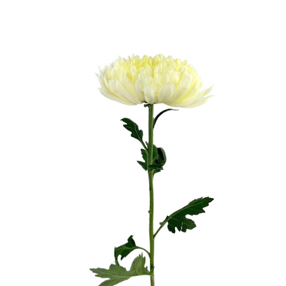Chrysanthemum Disbud White Magnum (10 stem bunch)