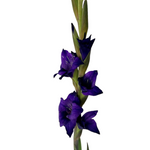 Gladiola Purple (10 stems)