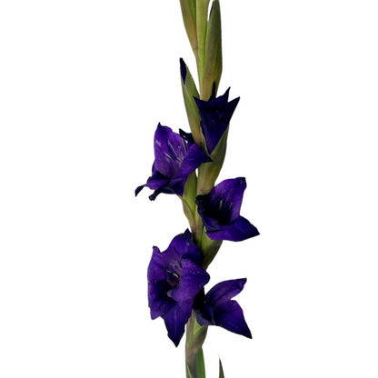 Gladiola Purple (10 stem bunch)