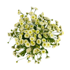 Feverfew Button
