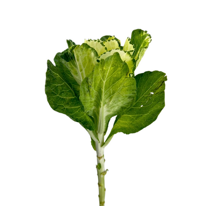 Kale White (5 stem bunch)