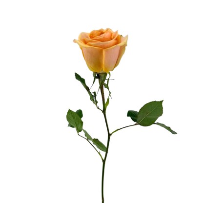 ROSE PEACH NECATARINE (25 STEM BUNCH)