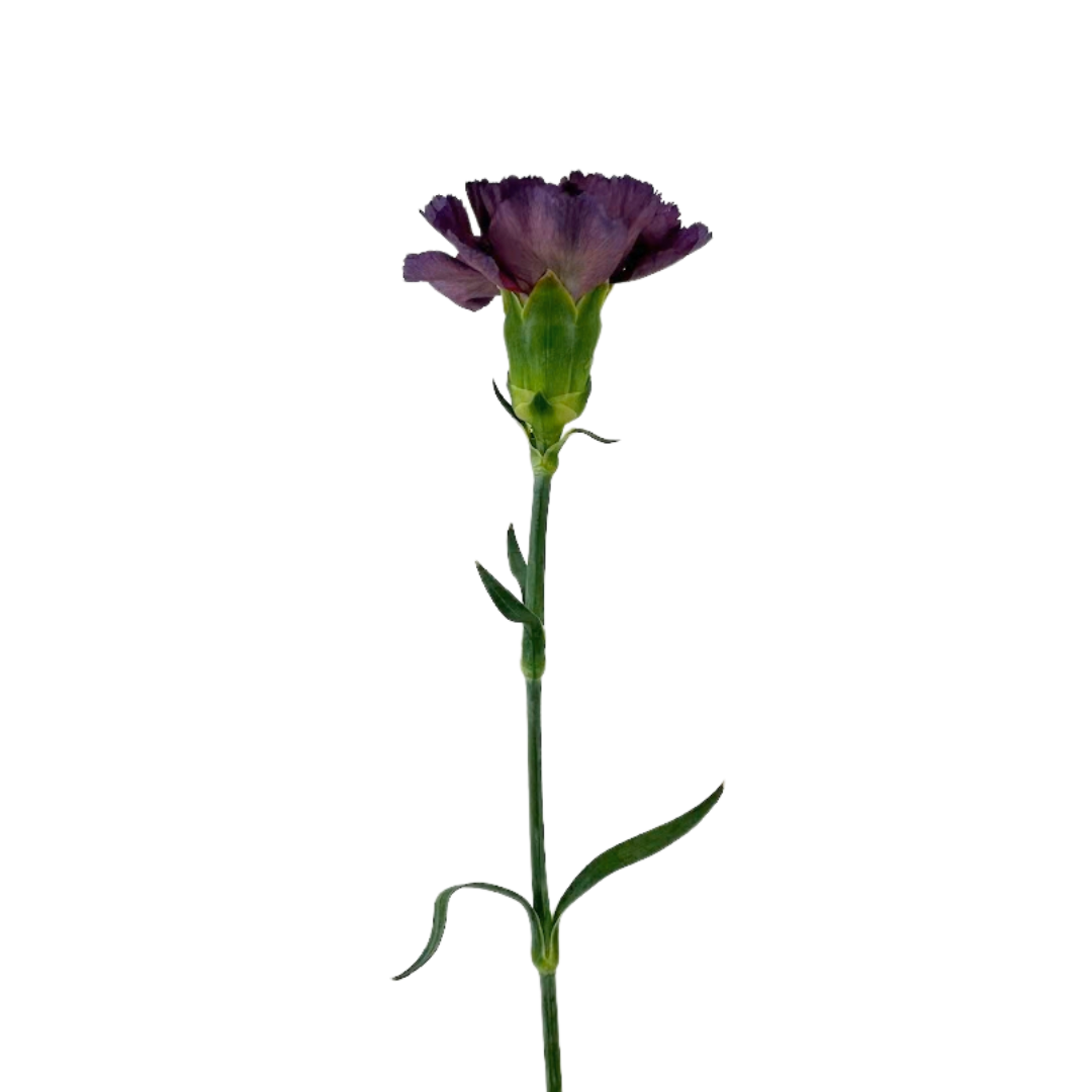 Carnation Vintage Purple Hypnosis (25 stem bunch)