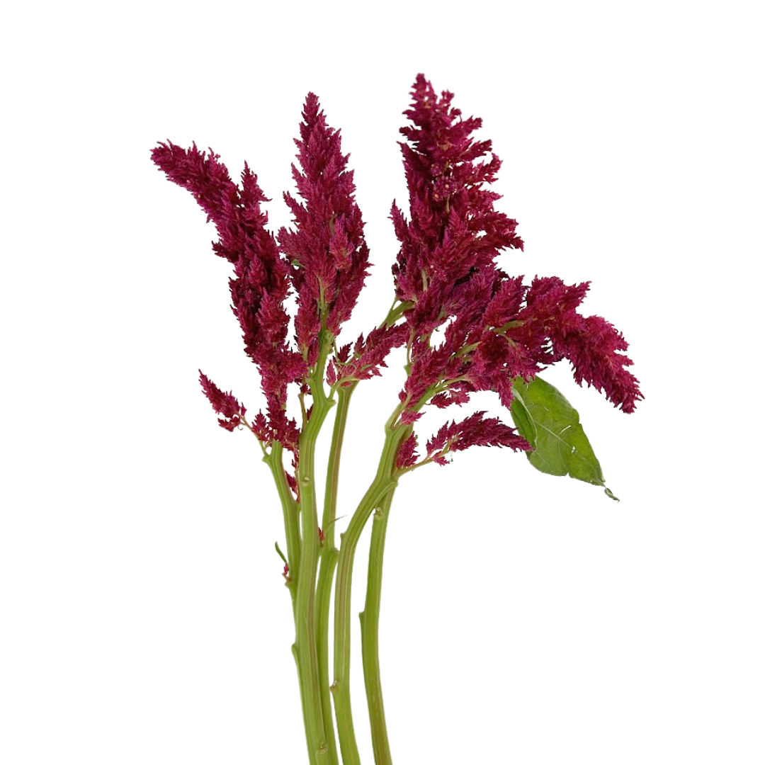 Celosia Red Plume