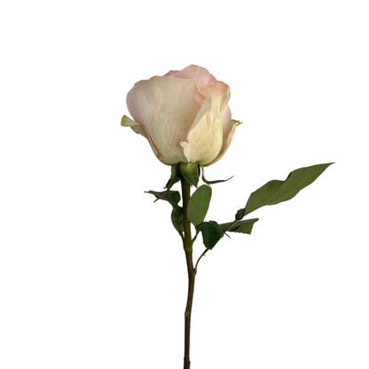 ROSE LIGHT PINK NOVIA (25 STEM BUNCH)
