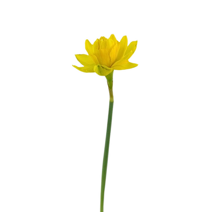 Daffodil Yellow Double (10 stem bunch)