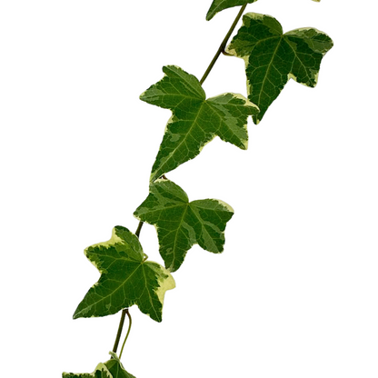 Ivy Vine Variegated (10 stem bunch)