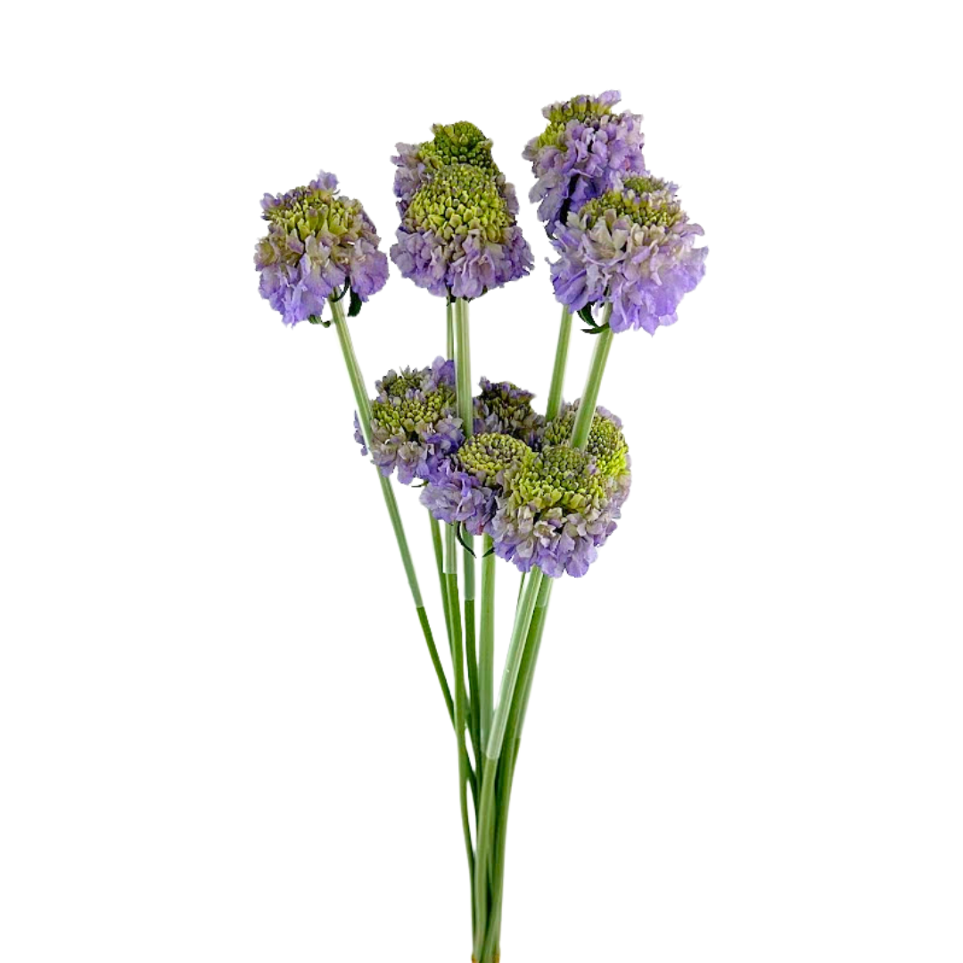 Scabiosa Lavender (10 stems)