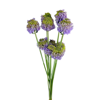 SCABIOSA LAVENDER (10 STEM BUNCH)