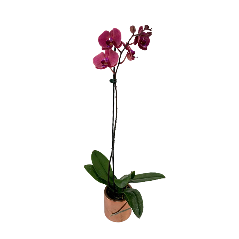 Orchid Phalaenopsis Plant Mauve