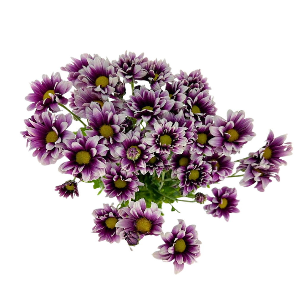 Pompom Daisy Bicolor Purple (7 stems)