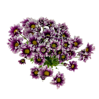 Pom Daisy Bicolor Purple (7 stem bunch)