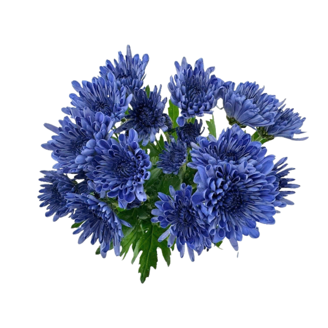 Pom Cushion Bluocean Purple Sapphire (7 stem bunch)