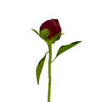 Peony Red Charm