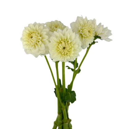 DAHLIA WHITE (5 STEM BUNCH)