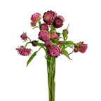 Strawflower Hot Pink (10 Stems)