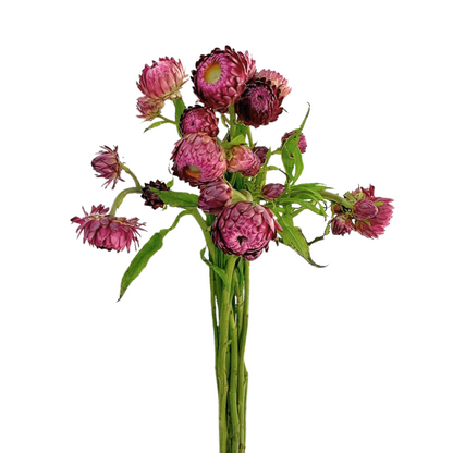 Strawflower Hot Pink (10 stem bunch)