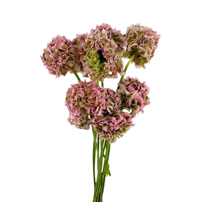 Ranunculus Pom Pink Lemonade (10 stem bunch)