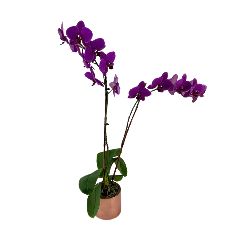 Orchid Phalaenopsis Plant Purple
