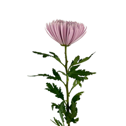 Chrysanthemum Spider Lavender (10 stem bunch)