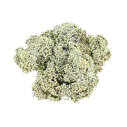 RICE FLOWER WHITE (10 STEM BUNCH)