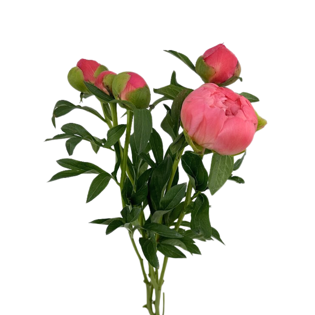 Peony Coral Charm