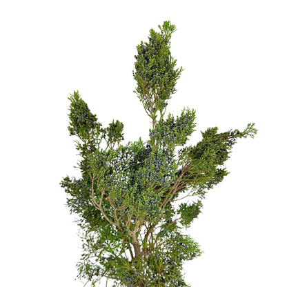 Blue Berry Cedar (Box)