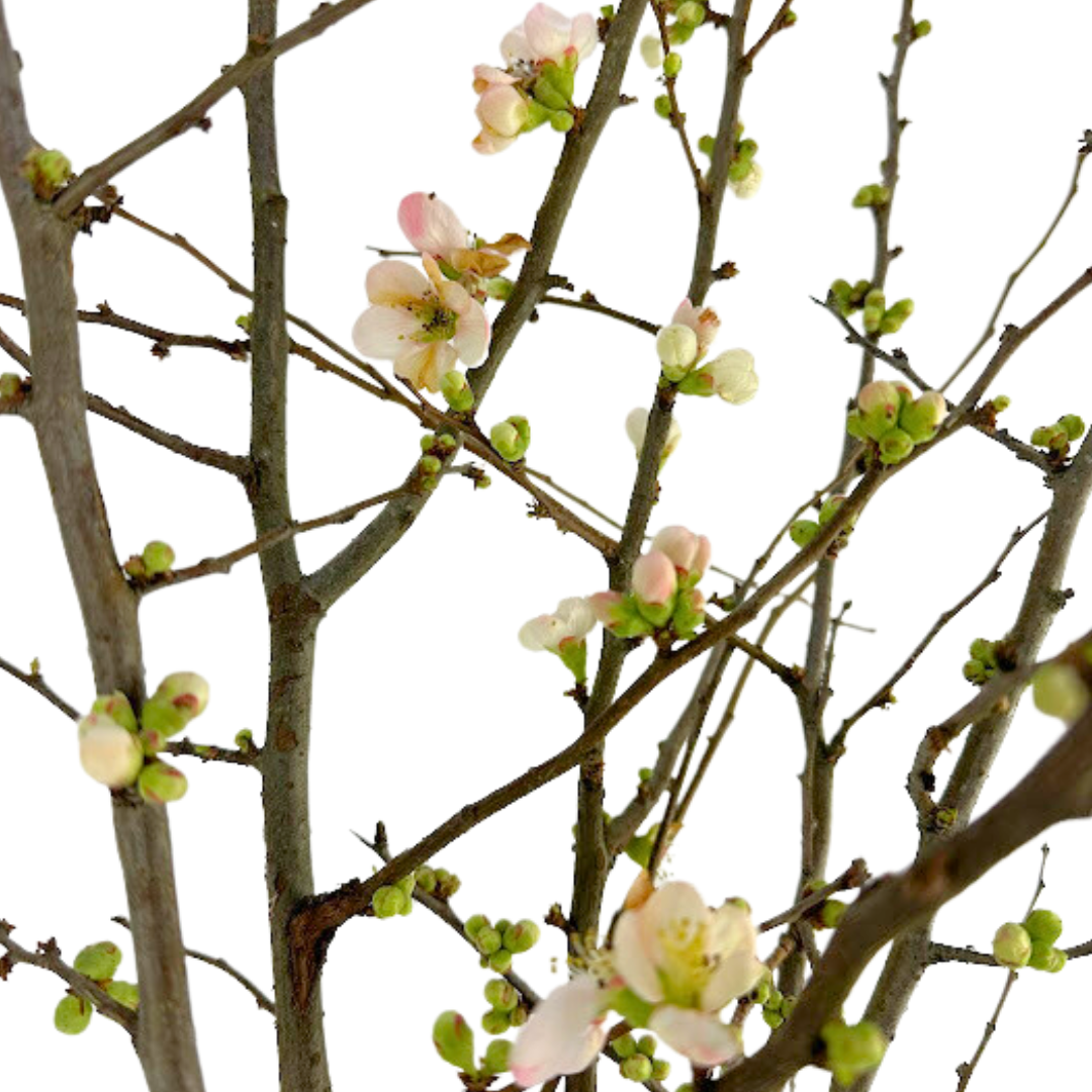 Flowering Branch Quince