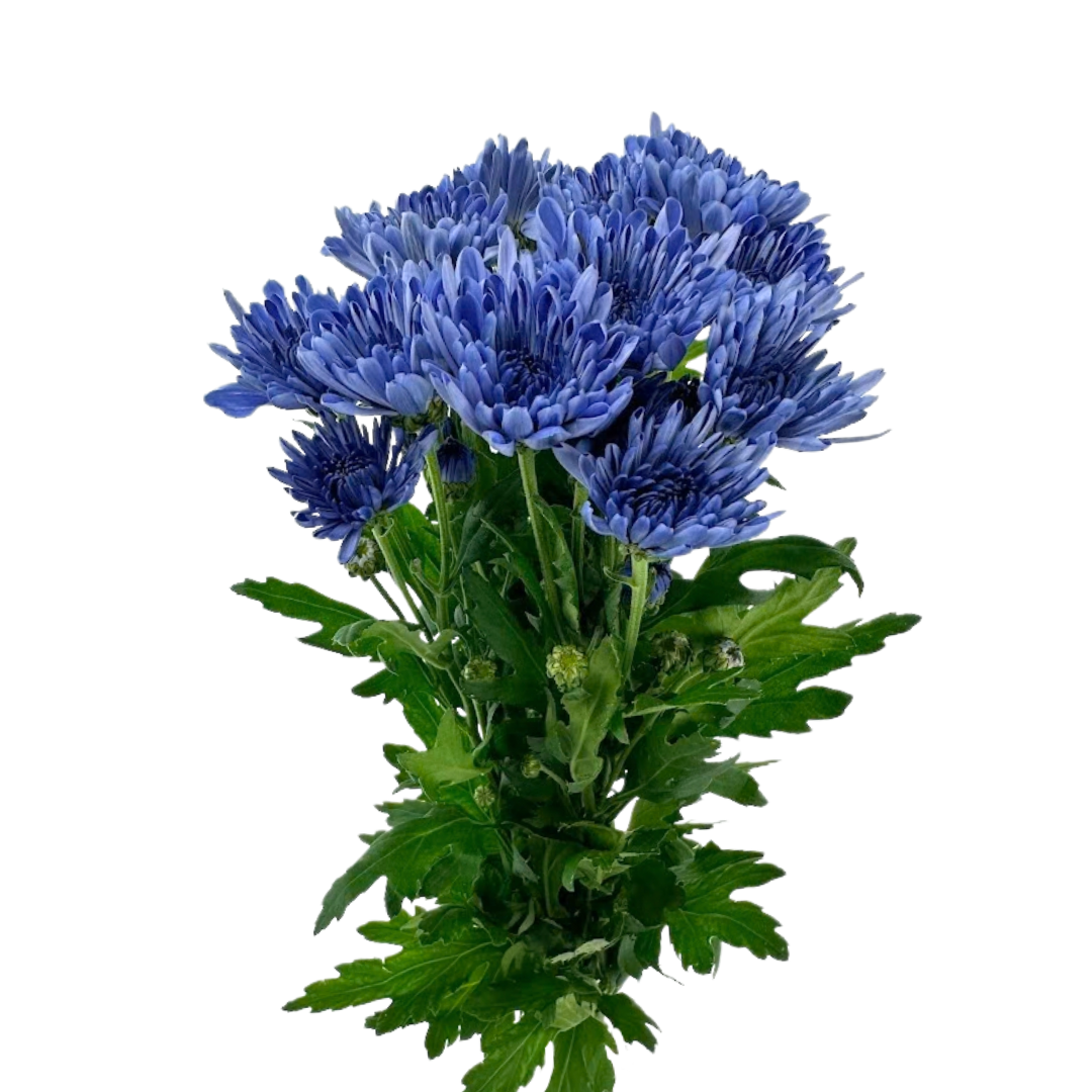 Pom Cushion Bluocean Purple Sapphire (7 stem bunch)