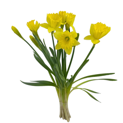 Daffodil Yellow (10 stem bunch)
