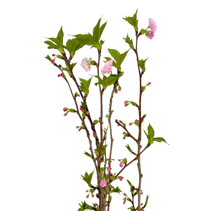 Flowering Branch Cherry Blossom