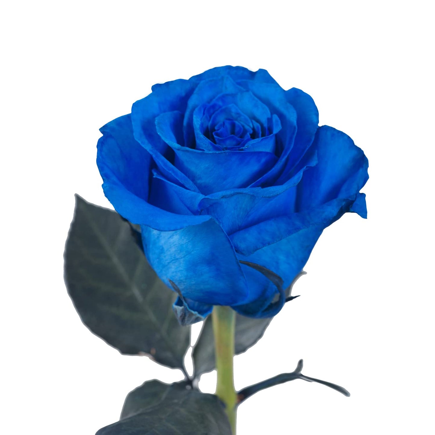 Rose Blue Tinted (25 stems)