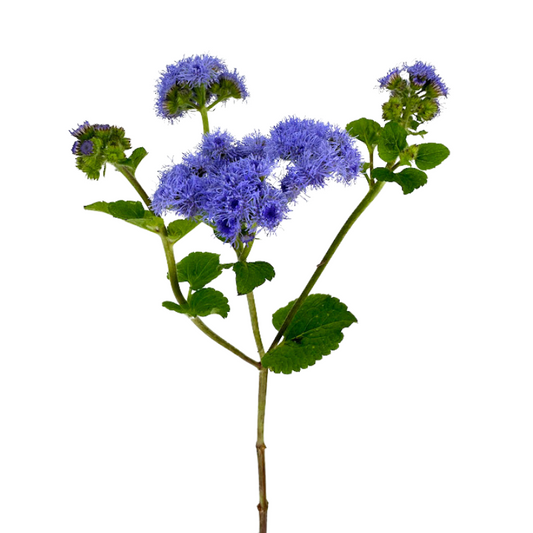 Ageratum